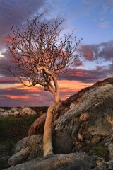 2015-16 Competition 4: "Trees" Digital