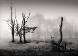Trees in the Mist by Barry Senior