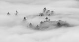 Trees in the Mist by Jane Lee