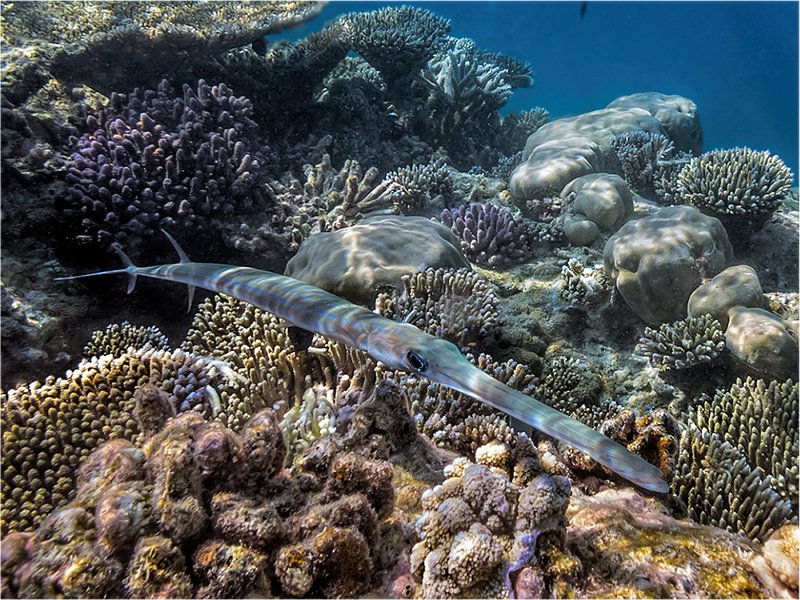Trumpet-fish Over Reef by Penny Piddock