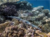 Trumpet-fish Over Reef by Penny Piddock