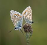 Two Common Blue Butterflies by Jenny Warr Highly Commended Section B