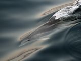 2019-20 Competition 5: Nature Digital