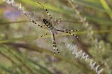 Wasp Spider by Frank Schweitzer