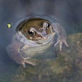 Watching Frog by Carol Tritton