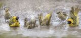 Weaver birds bathing by Lisa Bukalders Commended Section A