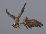 White-tailed Sea Eagles Fighting by Tim Downton
