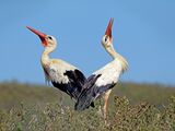 White Iberian Storks by Paul Raudner Third Section B