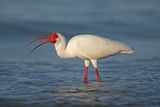 White Ibis by Mary Cantrille