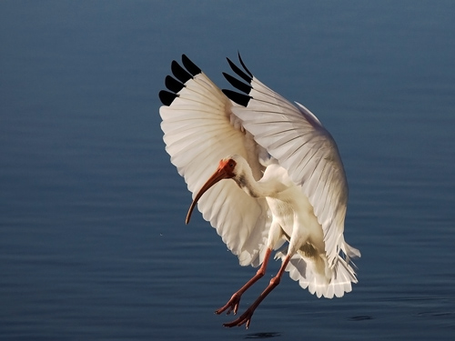 White Ibis Landing by David Cantrille