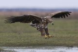 White Tailed Eagle Hunting by Susan Buckland