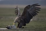 White Tailed Sea Eagle With Fish by Tim Downton