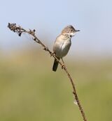 Whitethroat by Di Tilsley Highly Commended