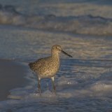 Willet, Florida by Jane Tearle