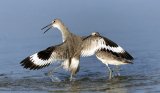 Willet by David Cantrille 3