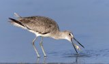 Willet with Crab by David Cantrille