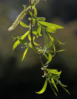 Willow by Frances Underwood (LRPS Panel)
