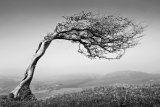 Windswept by Carol Tritton