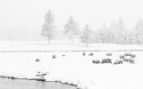 Winter Grazing by Stephen Lee Highly Commended Section A