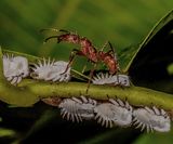 Wood Ant farming by Frank Schweitzer