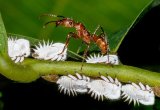Wood Ant harvesting honeydew by Frank Schweitzer