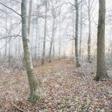 Woodland Frost and Mist by Tony Gill, Second Section A