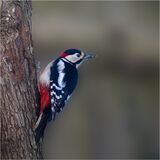 Woodpecker by Phil Whiffing Highly Commended Club Section