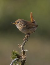 Wren by Steve Davenport