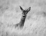 Young Roe Buck In Barley. by Peter Downton First Section B