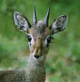 Young Dik Dik (with a fly on his nose) by Steve Broadhurst