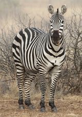 Zebra Amboseli by Phil Whiffing