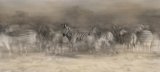 Zebra Dreamtime by Lisa Bukalders