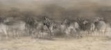 Zebra Dreamtime by Lisa Bukalders