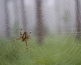Spider & Web: Chris Parvin