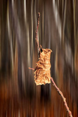 The last Leaf: Val Brierley