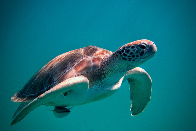 Green Sea Turtle ( Chelonia Mydas)