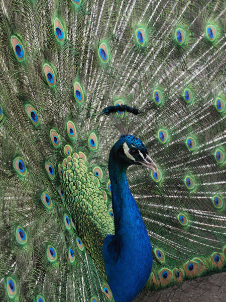 Peacock