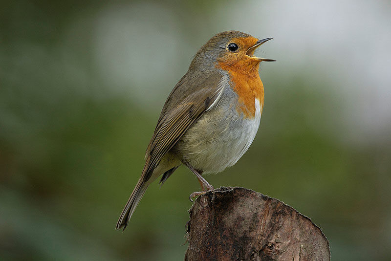 Robin in Song