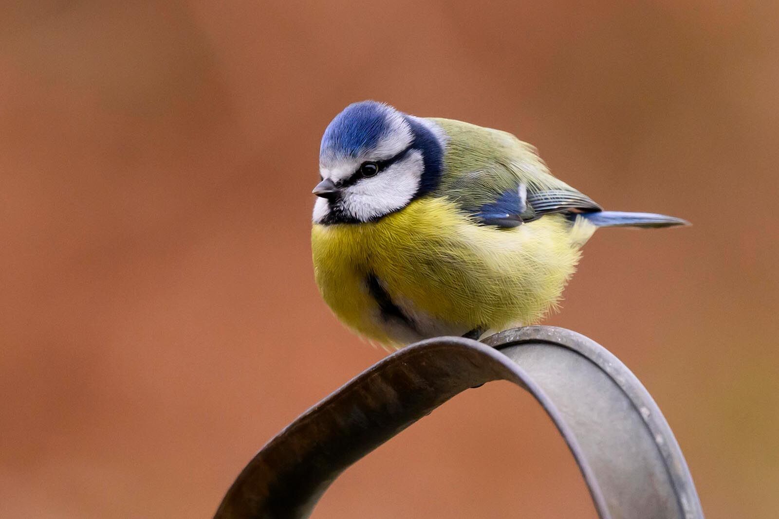 Blue Tit 2284