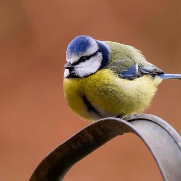 Blue Tit 2284