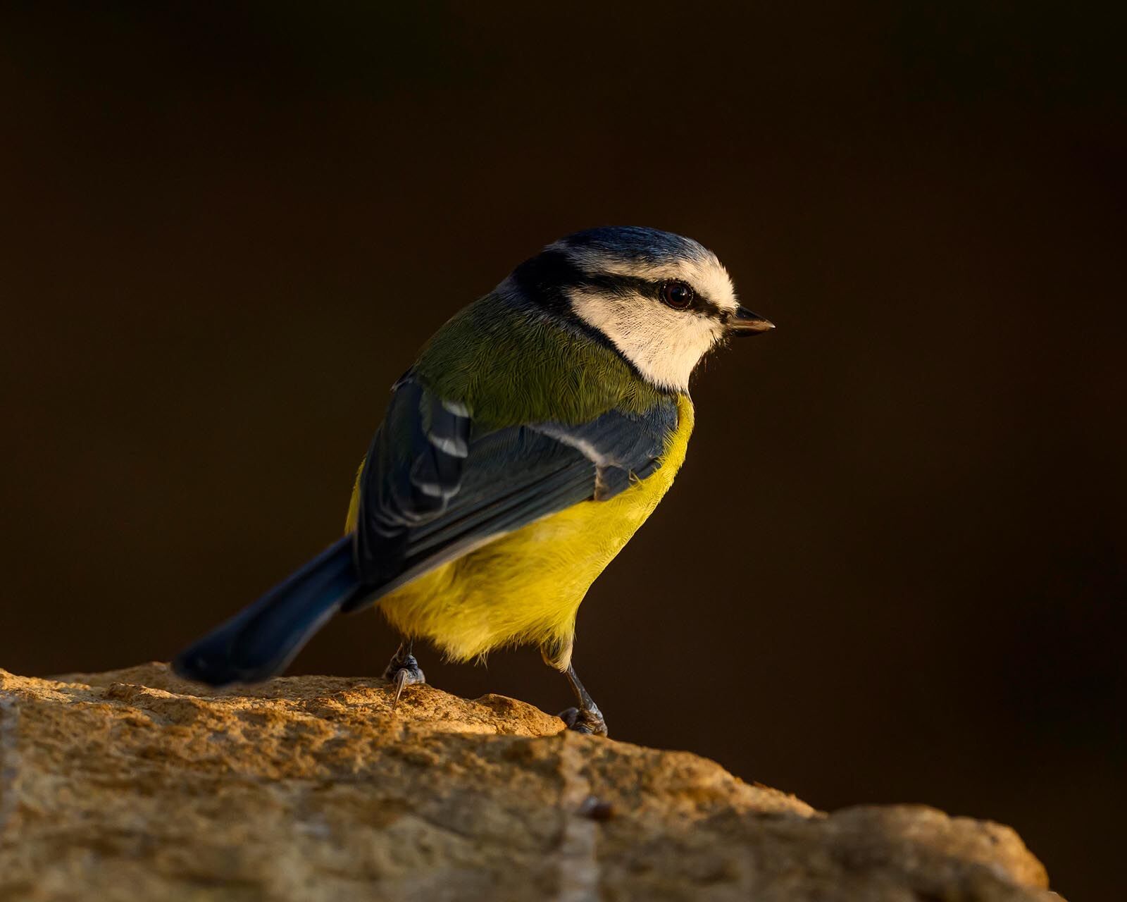 Blue Tit 2828