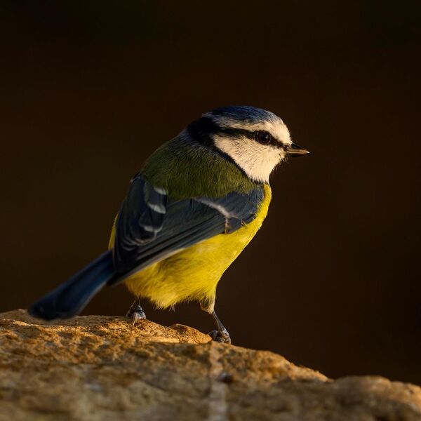 Blue Tit 2828