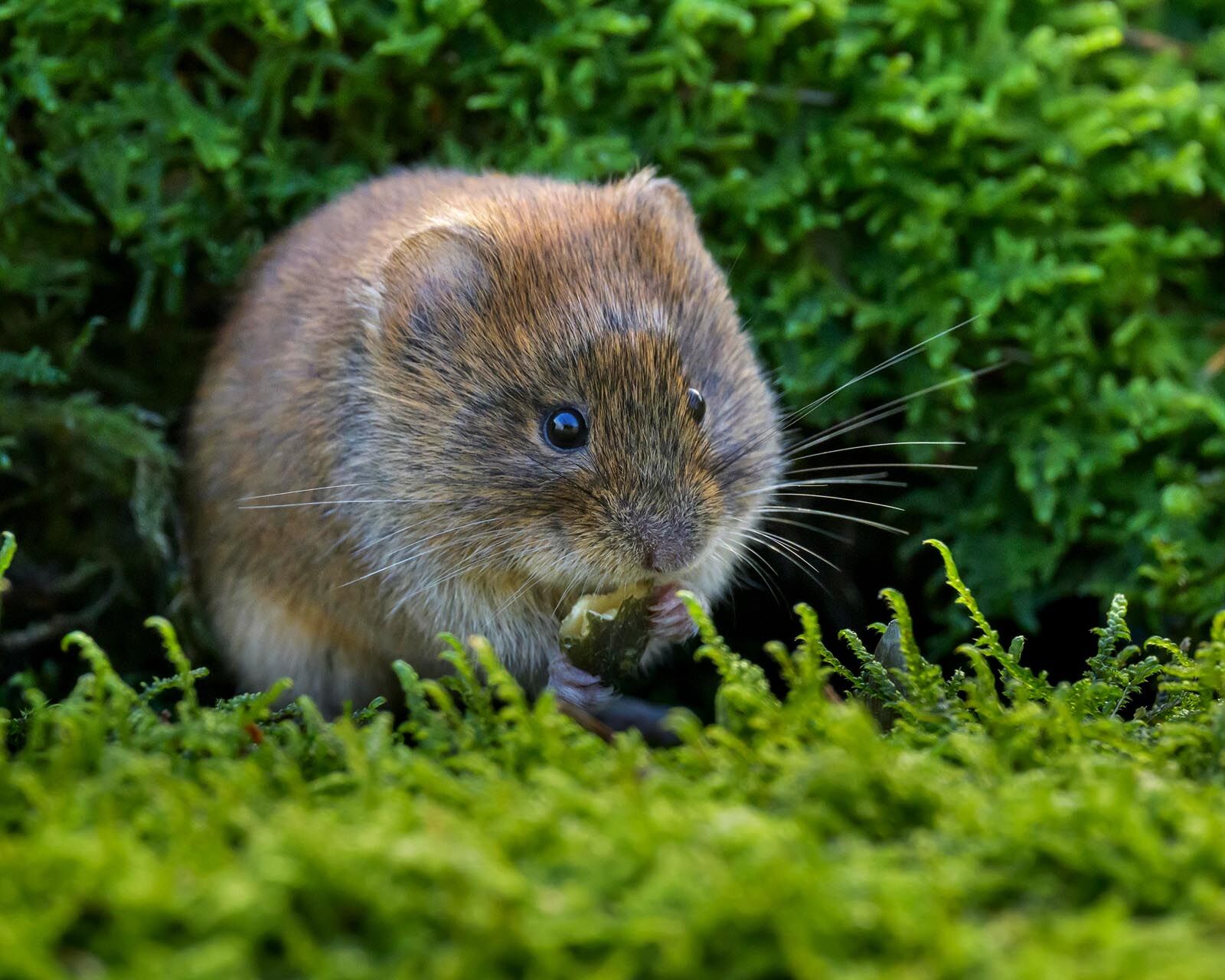 Bank Vole 4212