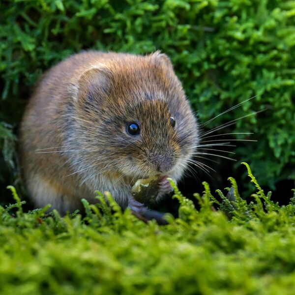 Bank Vole 4212