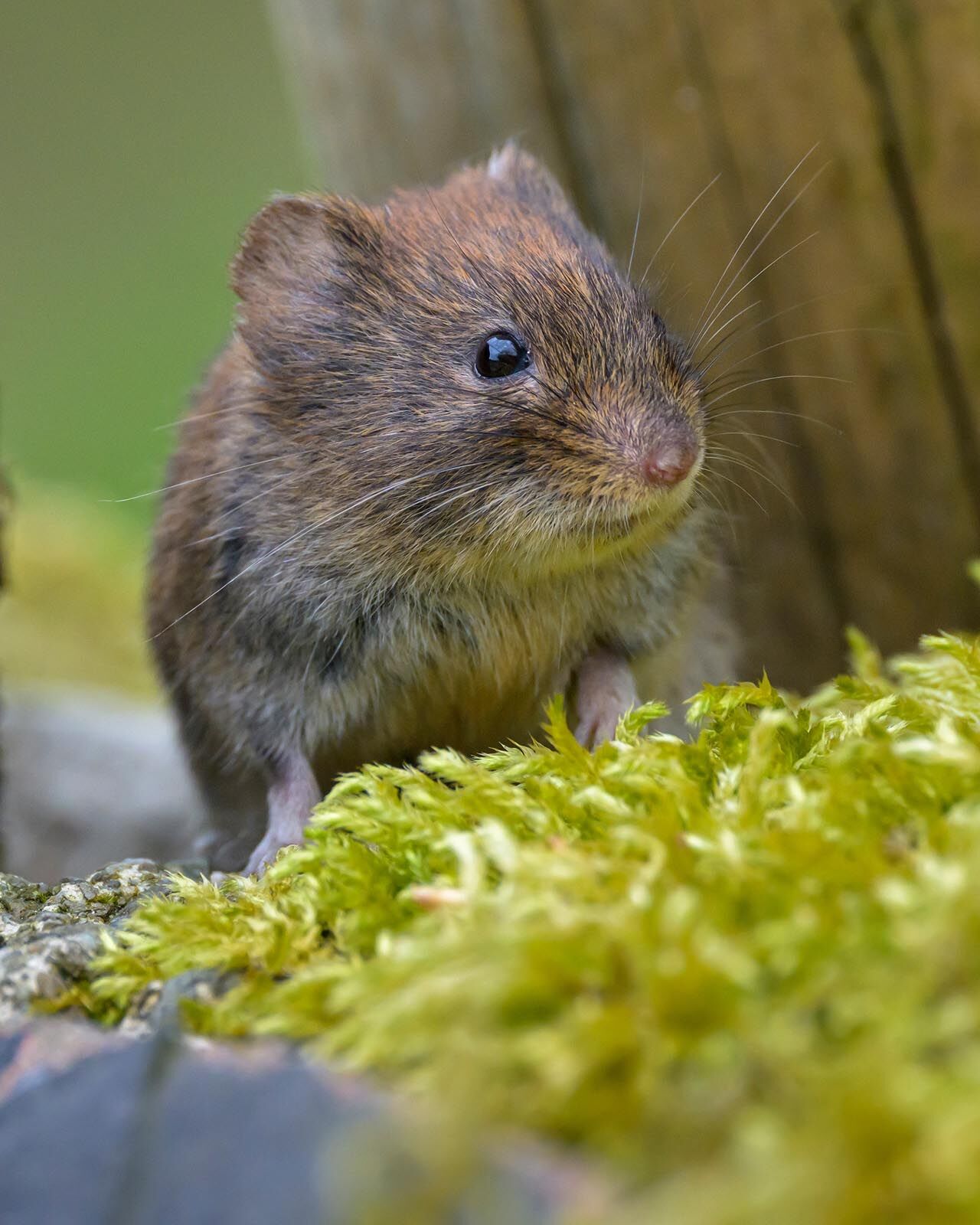 Bank Vole 8729
