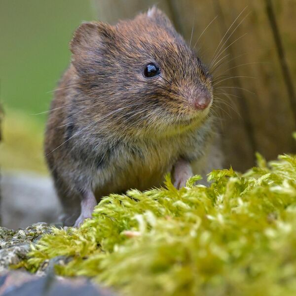 Bank Vole 8729