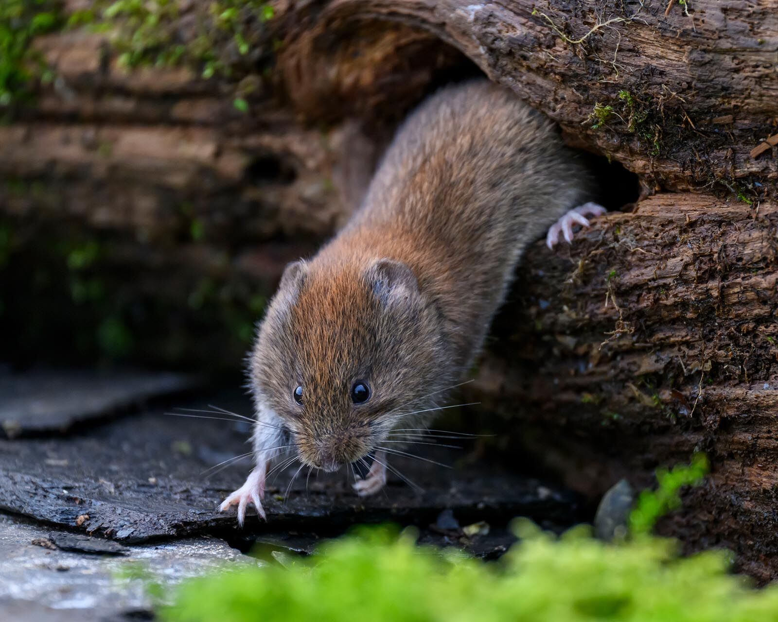 Bank Vole 9953