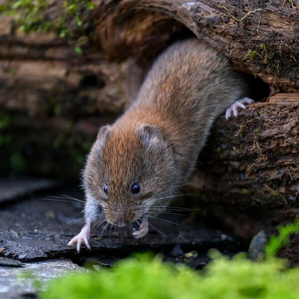 Bank Vole 9953