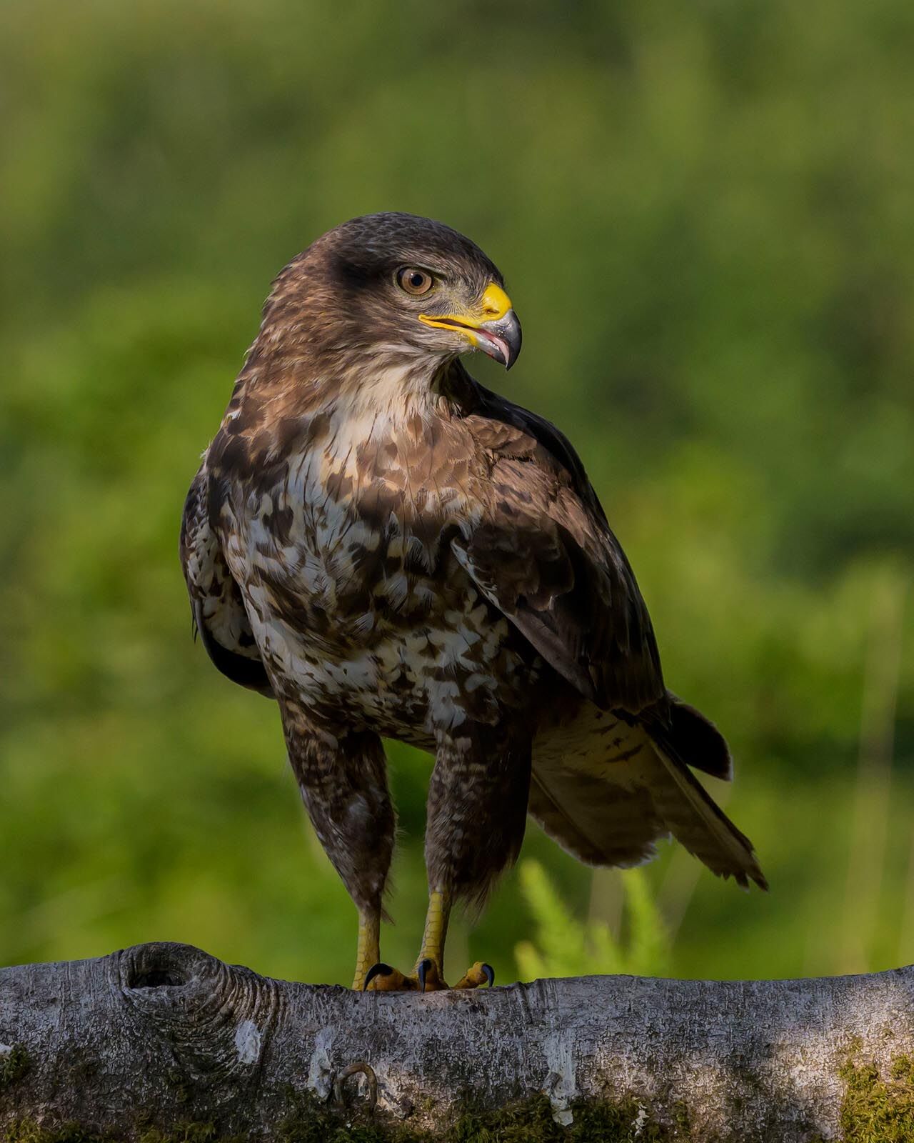 Buzzard 4193