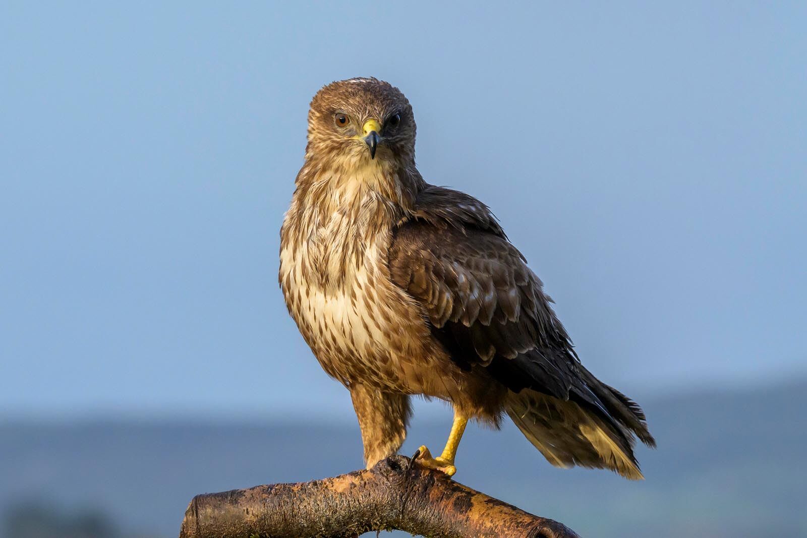 Buzzard 5905